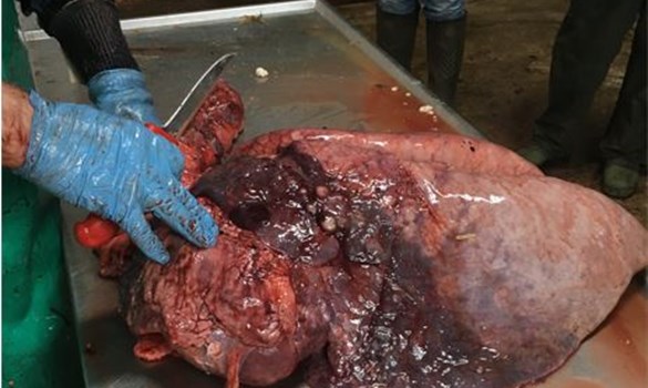 Set of sheep lungs being disected